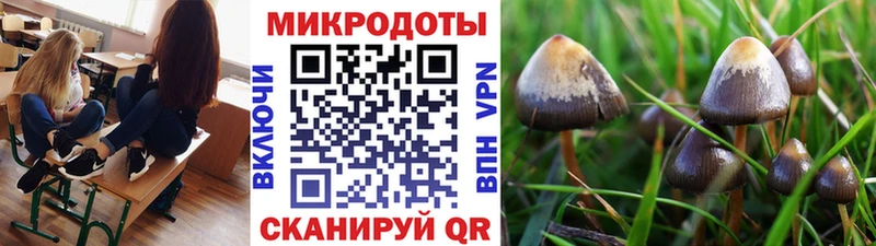 Купить  Межгорье  Псилоцибиновые грибы мицелий 
